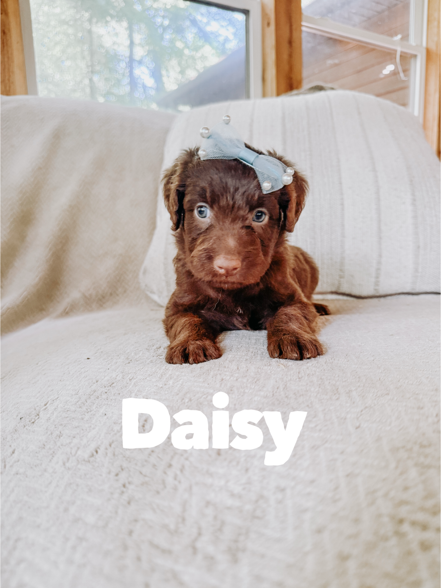 Daisy 2